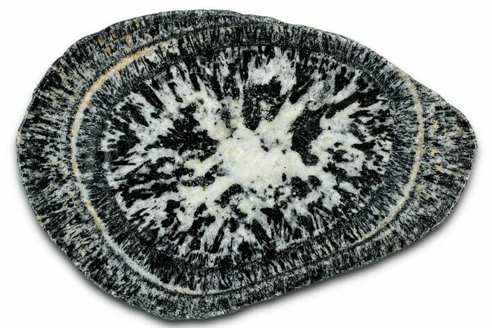 Polished Orbicular Granite Section - Western Australia #353173